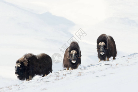 三名男MuskOxenOvibosMoschatus在挪威寒冬站在雪地Dovref图片