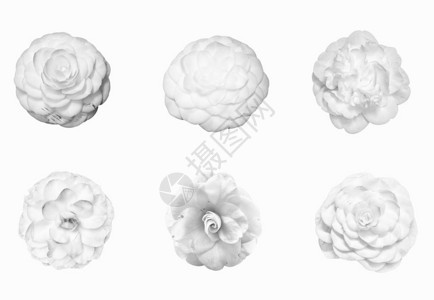 一组六朵孤立的白色完全开放的花朵在白色背景上的单色山茶花宏背景图片