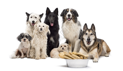 一群狗一碗满骨头的狗在他们面前坐在白图片