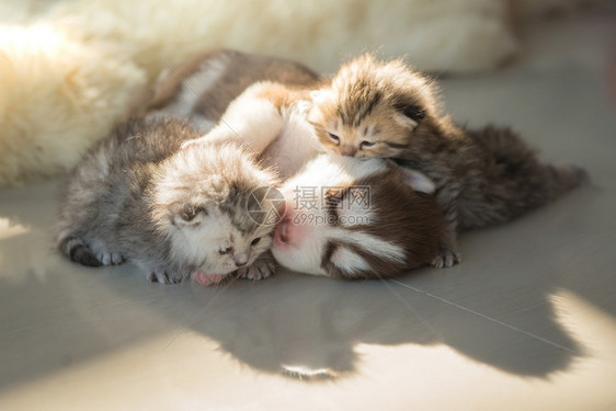 新生的西伯利亚人哈斯基小狗与新生的小猫图片