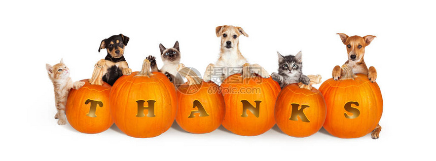 感恩节过道的可爱猫狗小排成一排用谢这个字图片
