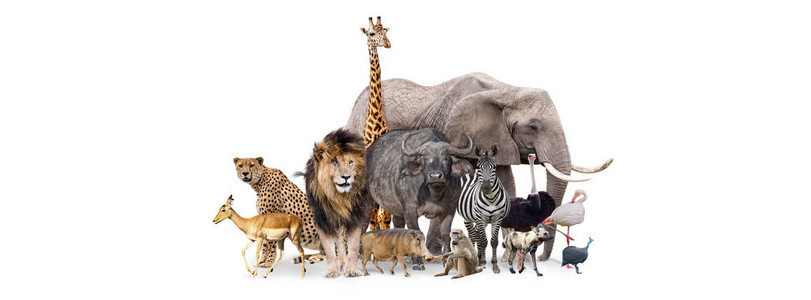 非洲一群非洲狩猎动物在白色信头上聚集在一起图片