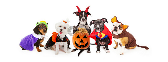 五只小丑狗穿着万圣节服图片