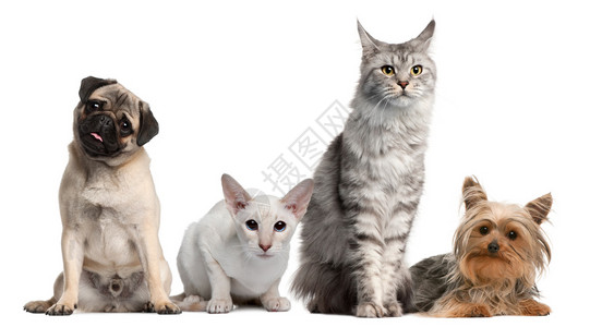 一群狗和猫坐在白色背景图片