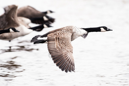 Goose越水面图片