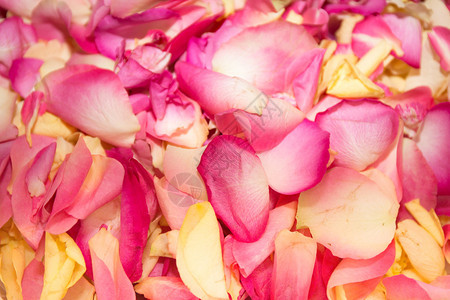 美丽的粉红玫瑰花瓣图片