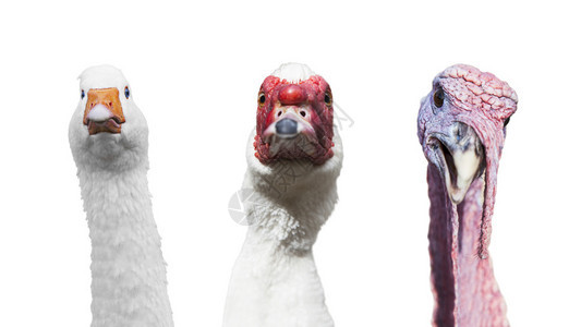 奇特的鹅火鸡混鱼鸭群肖像画在白色背景图片
