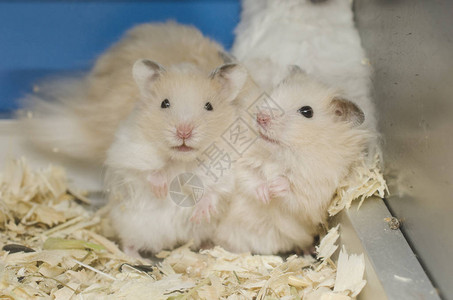 蛇 鼠可爱的蓬松仓鼠家族背景