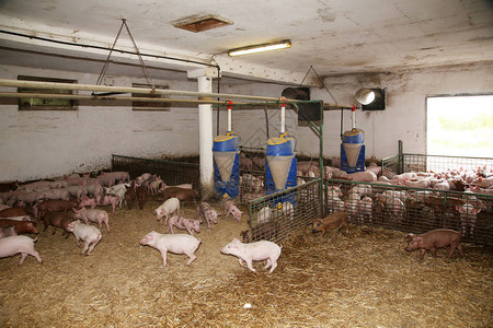 小猪饲养：农庄团体健康的圈养动物图片
