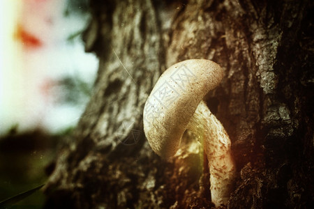 树上的新鲜香菇图片