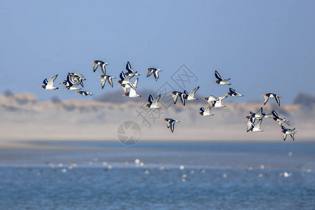 教科文组织世界遗产区Waddensea的河口沼泽上空飞行的皮埃德奥斯特捕猎图片