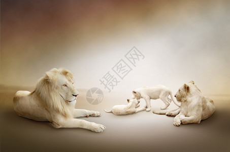 白狮家族在休息时图片