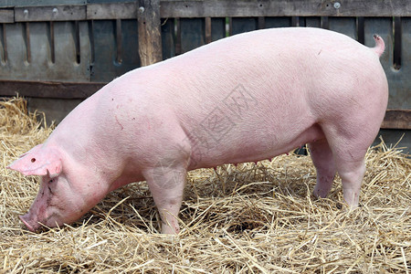 农场里的一只猪图片