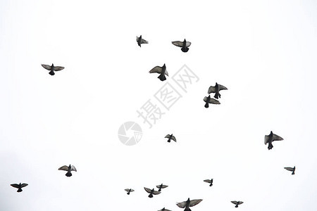 一群鸽子飞过天空鸟儿飞向天空一大群鸽子在白色背图片