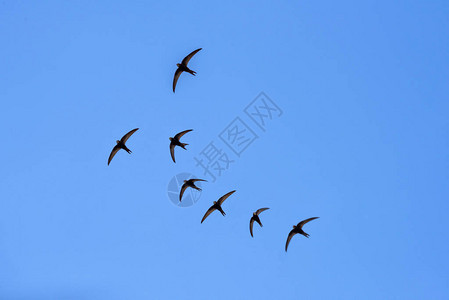 摩尔多瓦蓝天上飞翔的谷仓燕子图片