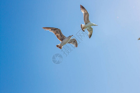 蓝天背景下飞翔的海鸥图片