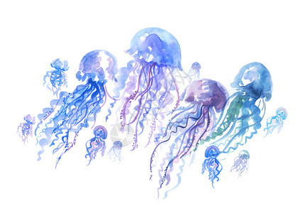 孤立的水母树水晶彩画插图手图片
