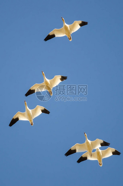 小群雪雁蓝天飞翔图片