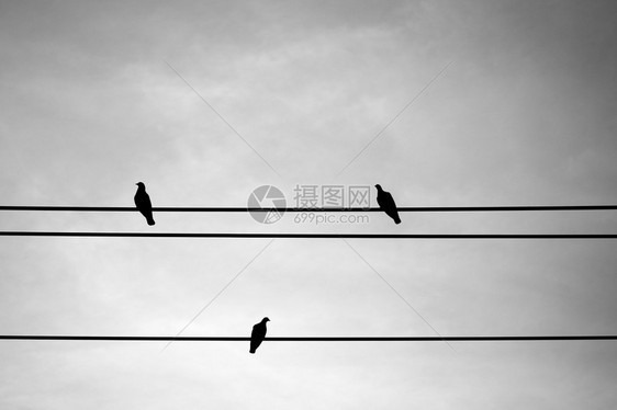 三只鸽子用电线黑白过滤器休息图片
