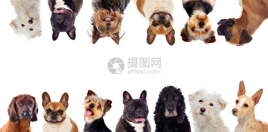 不同的狗在看摄影机时与高清图片下载-正版图片502614248-摄图网