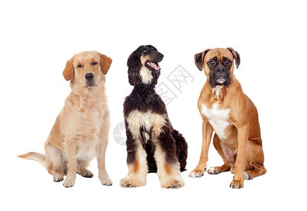 三只不同的大狗坐在白色的白背图片