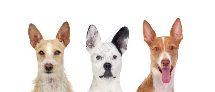 不同的狗看镜头大耳朵大耳朵被隔离在白色图片