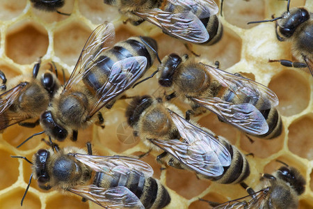 蜜蜂在窝中的幼虫上图片