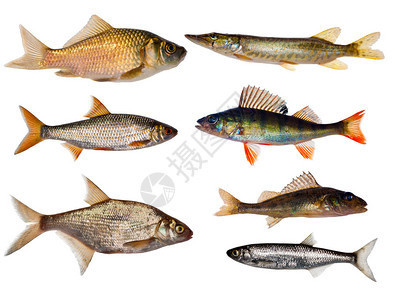 7个淡水鱼收集工作在白色图片
