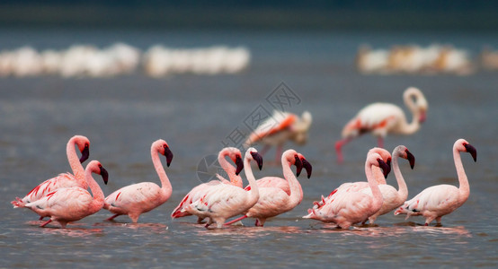 肯尼亚纳库鲁湖Fla图片