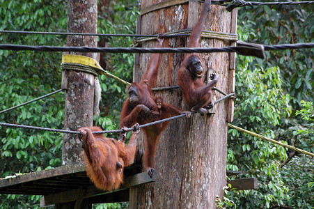 婆罗洲SepilokOrangutan康复中心的红猩图片