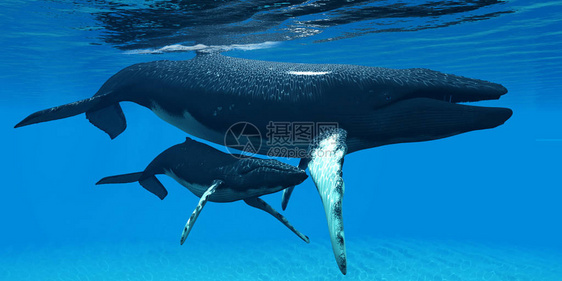 一只驼背鲸小牛藏在他母亲的下图片