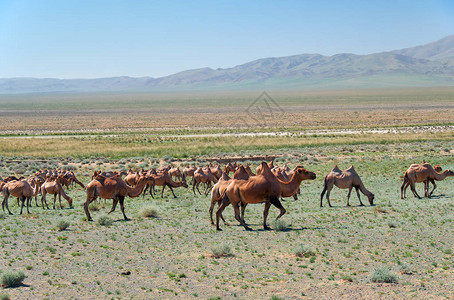蒙戈利亚石块沙漠中的野骆图片