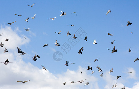 飞翔的鸽子群图片