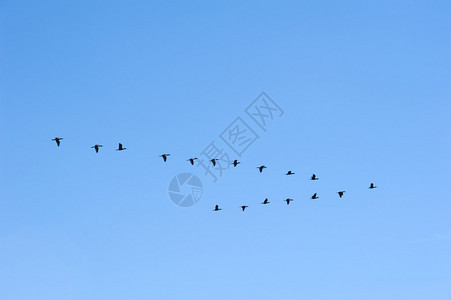 鸟儿在蓝天中编队飞行图片