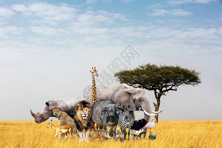 大批非洲野外动物聚集在一起图片