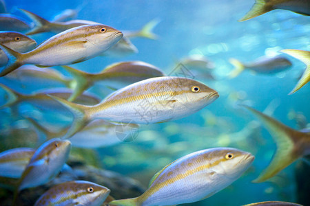 水族馆里的各种鱼背景图片