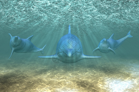 海豚在水下太阳光线中玩耍的插图图片