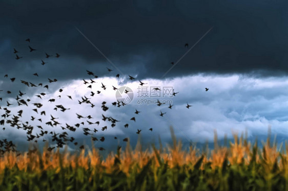 一群乌鸦飞过田野图片