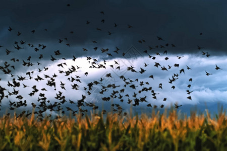 一群乌鸦飞过田野图片