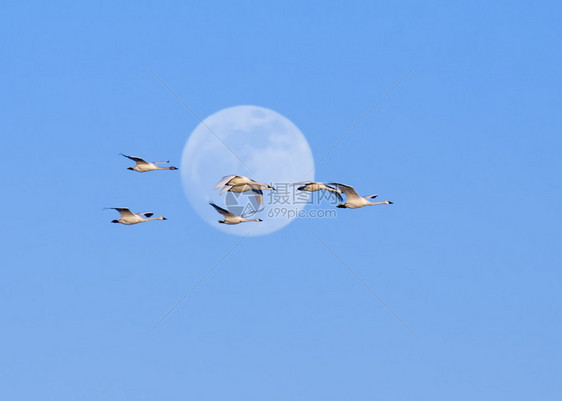 苔原天鹅飞过满月图片