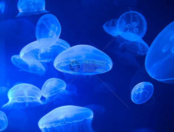 蓝色深水上的一群水母很图片