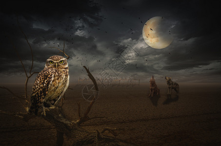 猫头鹰在夜间草原上的死树枝上以照片拼贴形式显图片