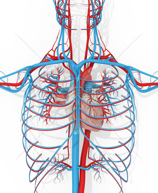 心脏循环系统图片