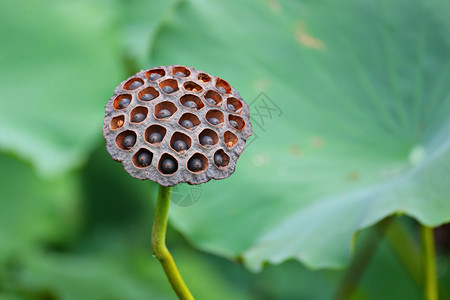 莲花波图片