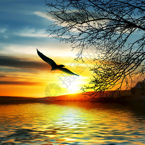 鸟儿飞过水面美丽的风景图片
