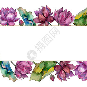 粉红色的莲花卉植物花框架边框装饰广场背景纹理包装图案框架或边框图片