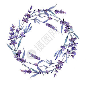 紫罗兰色薰衣草花卉植物花野生春叶野花框架背景纹理包装图案框架或边框图片