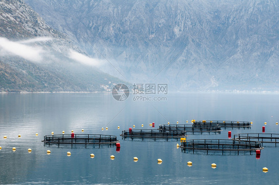 黑山科托尔湾的养鱼设施图片