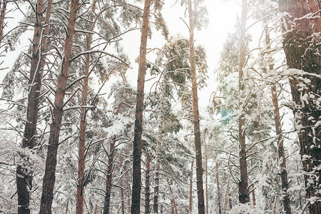 冬季森林中被白雪覆盖的松树风景图片