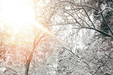 白雪皑的冬季森林和阳光的低角度视图图片